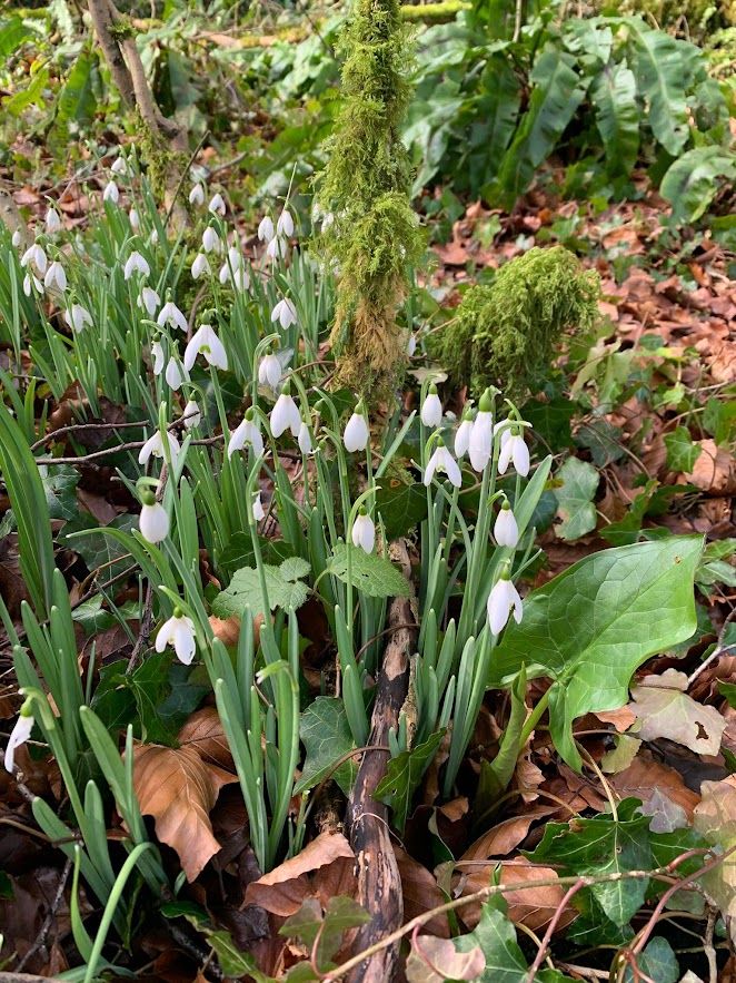 Snowdrops along the way